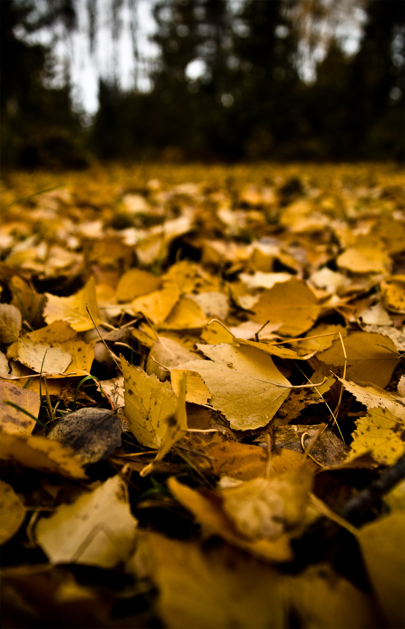 Foliage