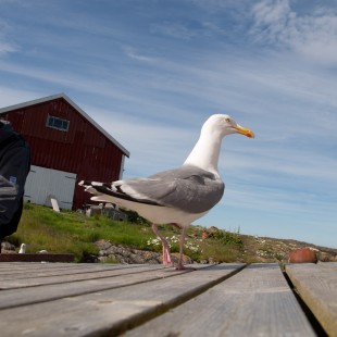 Fishermans Friend