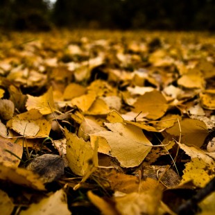 Foliage