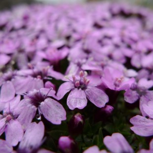 Silene Acaulis