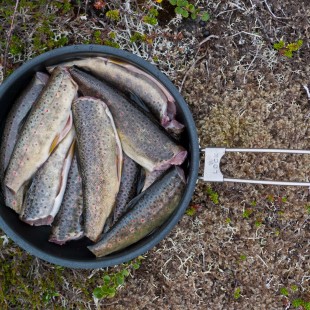 Thanks for All the Fish